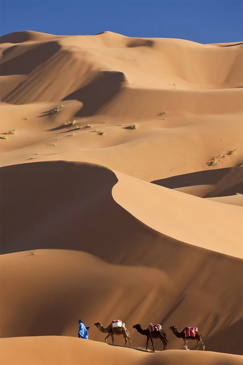 Camel trek along the sahara desert dunes Morocco Sand Land Tours